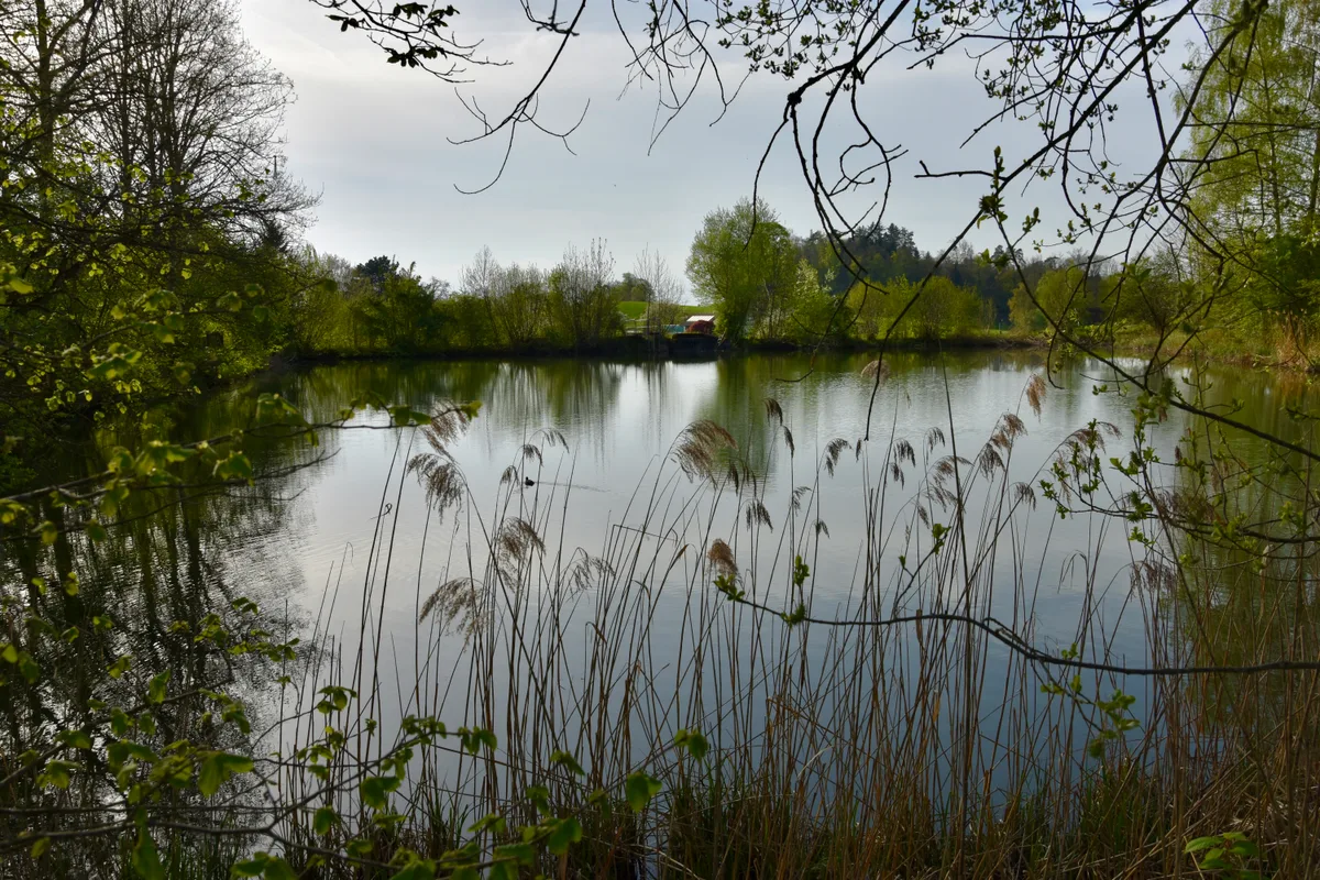 So lauschig der Krebsiweiher heute wirkt – sein Wasser trug einst massgeblich zur Industrialisierung Pfäffikons bei. Ein Weiher durch ein paar Schildrohre fotografiert.